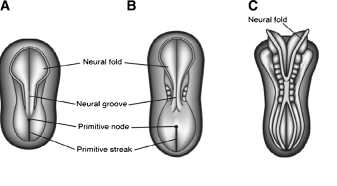 Morphological Changes of the Embryo.
