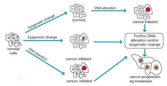 Potential ways of cancer development incorporating potential contributions of epigenetic and genetic changes