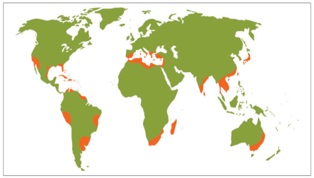 The world’s major producing regions for citrus fruits