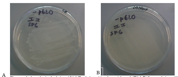 Incubated plates (A) LB plate with plasmid and (B) LB/Amp plate without the plasmid.