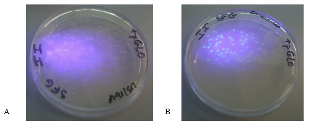 Incubated plates (A) LB/Amp plate with plasmid and (B) LB/Amp/Ara plate with the plasmid.