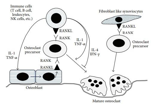Osteoblast-derived RANKL binds to RANK on monocytes to differentiate them into mature osteoclasts