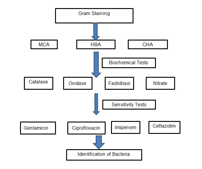 Workflow for the identification of the organism in the specimen.