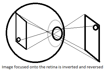 Retina is inverted and reversed
