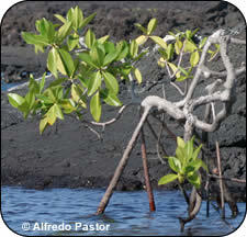 Red mangrove.