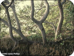 Black mangrove.