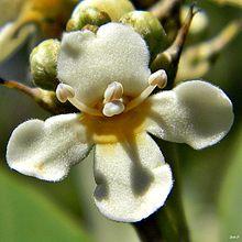 Black mangrove flower.
