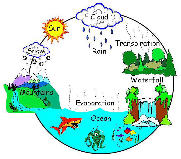 Water Cycle (The hydrological Cycle)