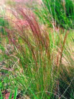 The distinct purple colour of flowering Chilean needle grass.