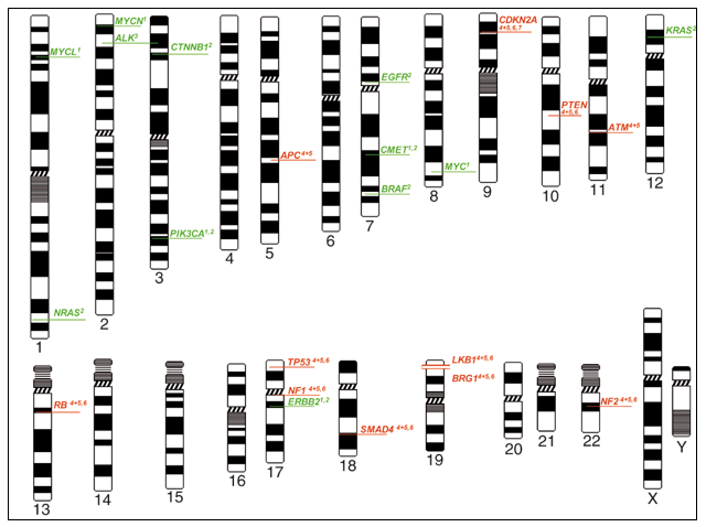 Diagram of affected genes in Lung Cancer