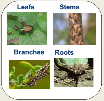 Insects’ Habitats: Plants offer different habitats to insects hence diversity.