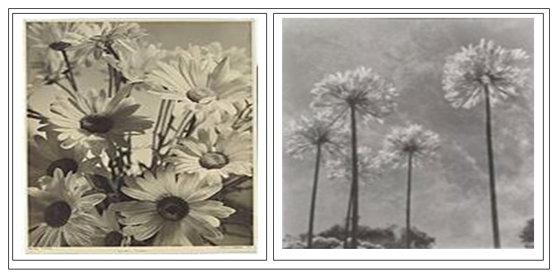 Most of Cotton’s photographs were devoted to the exploration of the serenity and beauty in the natural world.
