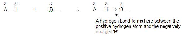 The development of the hydrogen bond.