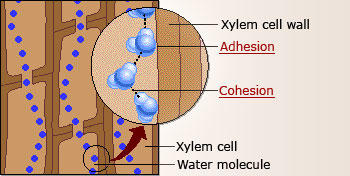 Adhesion and cohesion properties of liquid water.