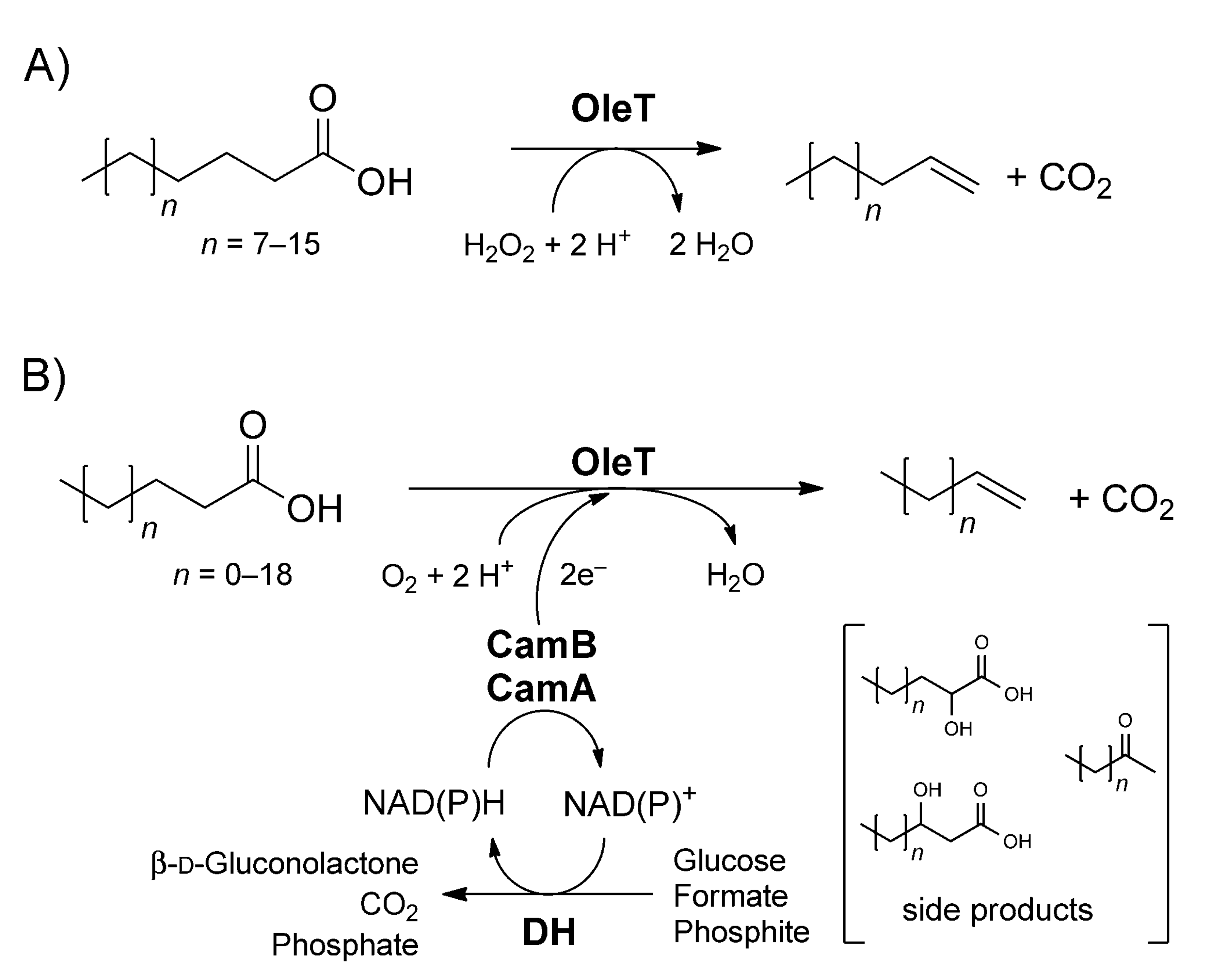 Oxidative decarboxylation of fatty acids with OleT. Path A uses H2O2 via the peroxide shunt, whereas path B uses O2 and NAD(P)H