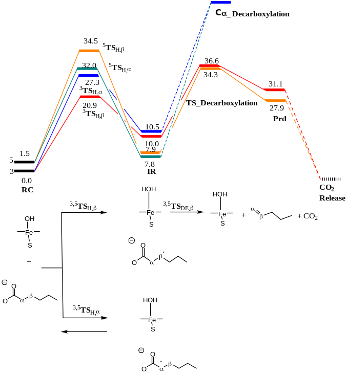 A landscape showing the reaction mechanism of OleT enzyme through the beta carbon pathway that leads to carboxylation products via two transition state TS1-β and TSDE-β.
