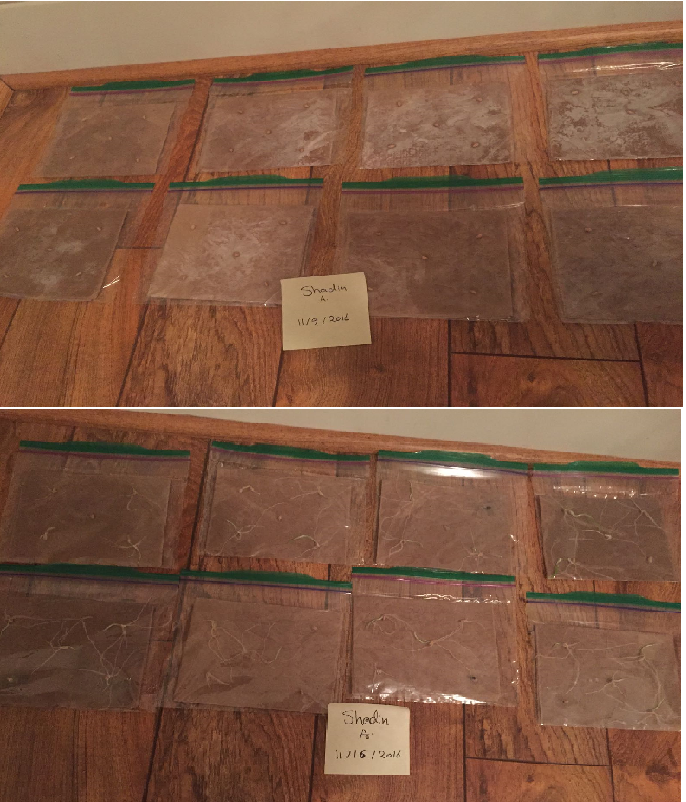 Wheat seeds in Ziploc bags on day 1 and day 7 of the experiment.