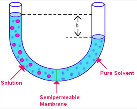 A U-shaped tube filled with a solution and a solvent separated by a selectively permeable membrane