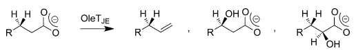 Reaction products obtained from fatty-acid activation by P450 OleTJE
