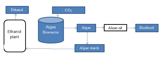 Process Diagram: production of ethanol from algae The production of ethanol from algae involves the formation of a biomass from algae and decaying the biomass. A fermentation solution is formed by using adding yeast to the biomass and then the ethanol is separated from the fermentation solution.