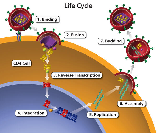 The life cycle of the HIV Virus 