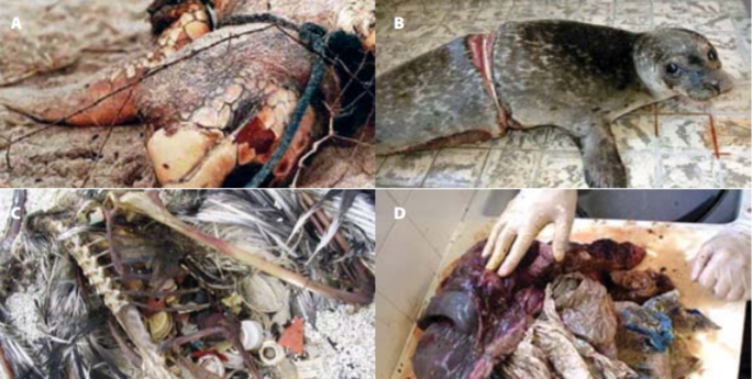 A) A turtle is entangled in a plastic rope. B) Entangled seal. C) Plastic packaging swallowed by an albatross. D) Plastic bags found in a whale’s stomach