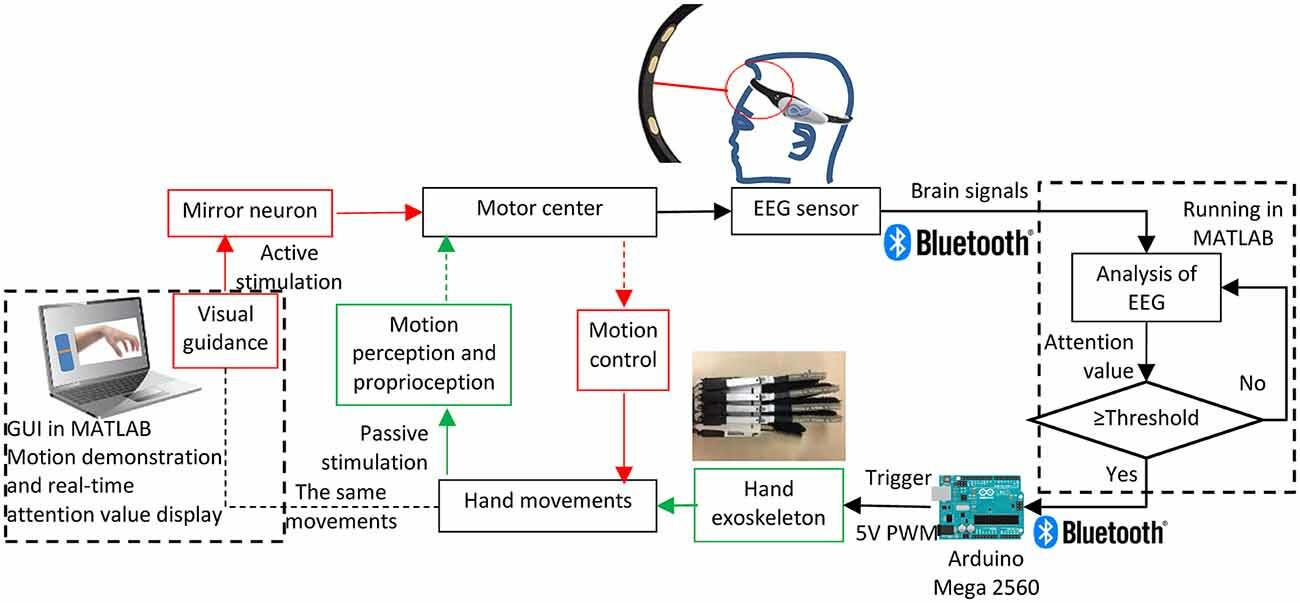 Brain-controlled system for the exoskeleton hand.