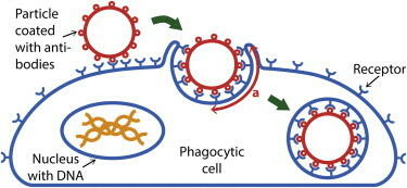 The phagocytosis pathway.