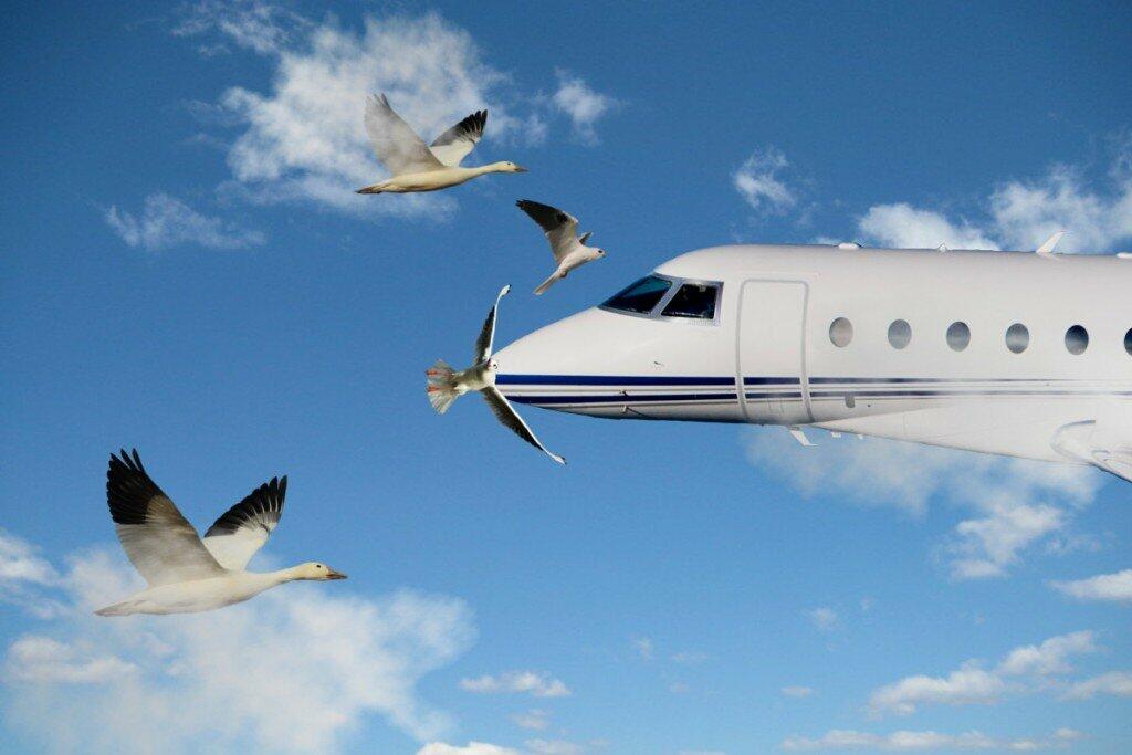 Aircraft’s collision with a bird.