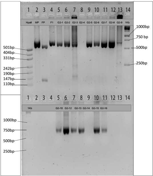 Gel Image of Undigested PCR Product.