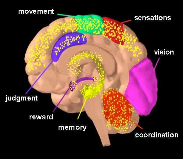 THC acts on numerous areas in the brain (in yellow) (“THC acts on numerous areas in the brain.