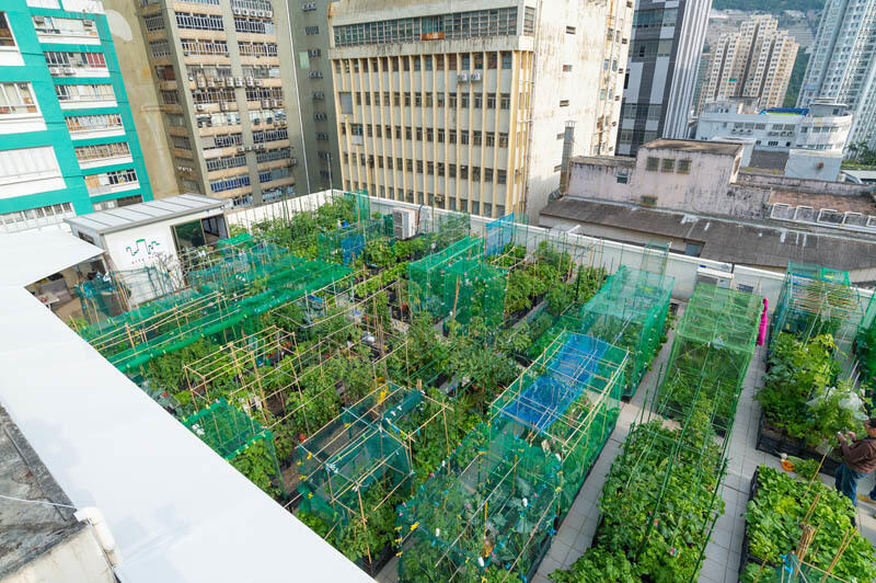 Rooftop Farms.