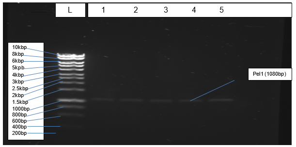 Bands of Bioline Hyperladder I (L) and band (4) of PCR product of Pel1 gene