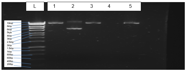 Agarose gel photo of purified plasmid bands with the well number 4 without expected band due to human error