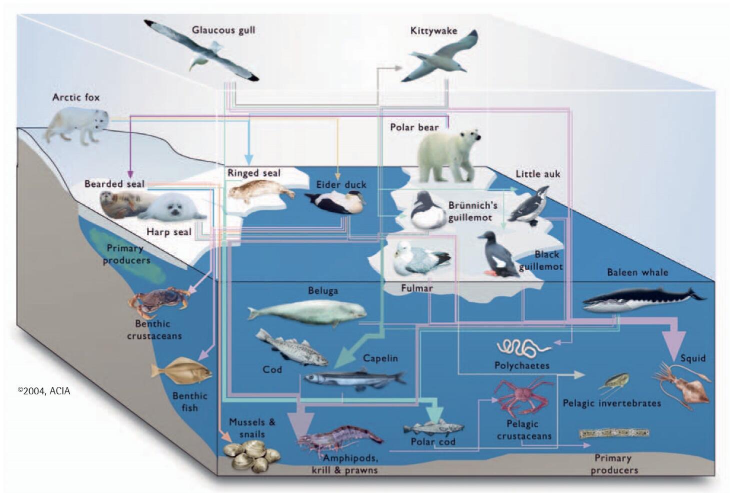 Arctic marine food web.