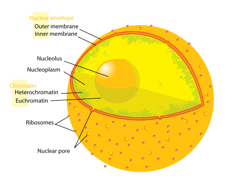 Nucleolus.