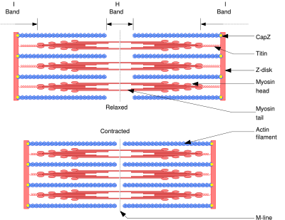 The mechanisms of sliding of the filaments.