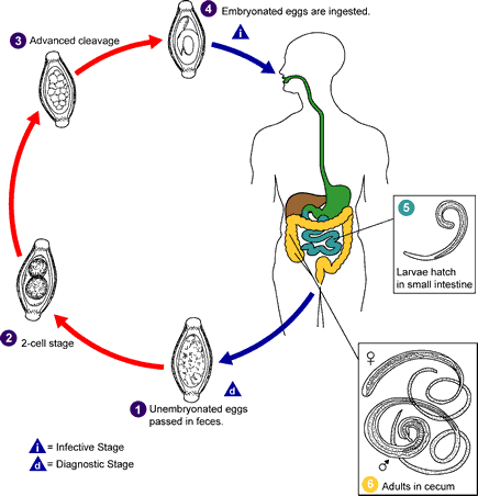 Diagrammatic Representation of the Life Cycle.