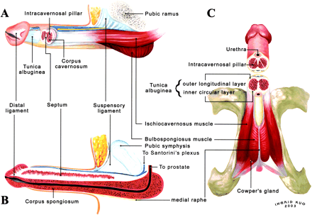 ”Schematic illustration of the human penis. (A) Lateral aspect. The penis leans on and is supported by a suspensory ligament, which is an extension of the linea alba. It is capped by the glans penis. Proximally, the corpus spongiosum (CS) is held by the bulbospongiosus muscle in which the fibers are mostly transverse. The corpora cavernosa (CC) is surrounded by the tunica albuginea, which is a bilayered structure (an inner circular and an outer longitudinal layer with multiple sublayers). The intracavernosal pillars, which may be considerably larger distally, are a continuation of the inner circular layer. The corpus cavernosum is entrapped in the ischiocavernosus muscle with the muscle fibers aligned in the longitudinal direction. (B) Medial aspect. The distal ligament is aggregated from the collagen bundles of the outer longitudinal layer of the tunica albuginea. It is an inelastic fibrous structure that forms the trunk of the glans penis. The incomplete septum is dorsally fenestrated. The CS contains the urethra. (C) Ventral aspect. The 3-dimensional structure of the human penis is evident. The ischiocavernosus muscle is paired with and situated at the lateral boundary of the perineum. Each segment covers its ipsilateral penile crus. Meanwhile, the anterior fibers of the bulbospongiosus muscle partially radiate to encircle the corpus cavernosum and mostly insert into the ventral thickening of the tunica”. (Hsu et al, 2004)