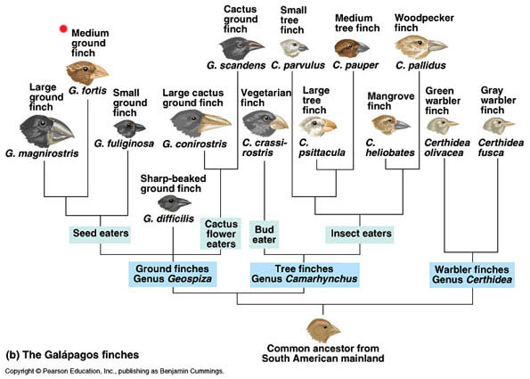 The evolutionary process of the finches found in Galapagos and Cocos Island. (Longman, A.W., 1999)
