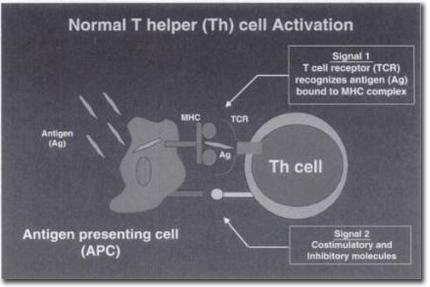 Normal T helper (Th) cell Activation