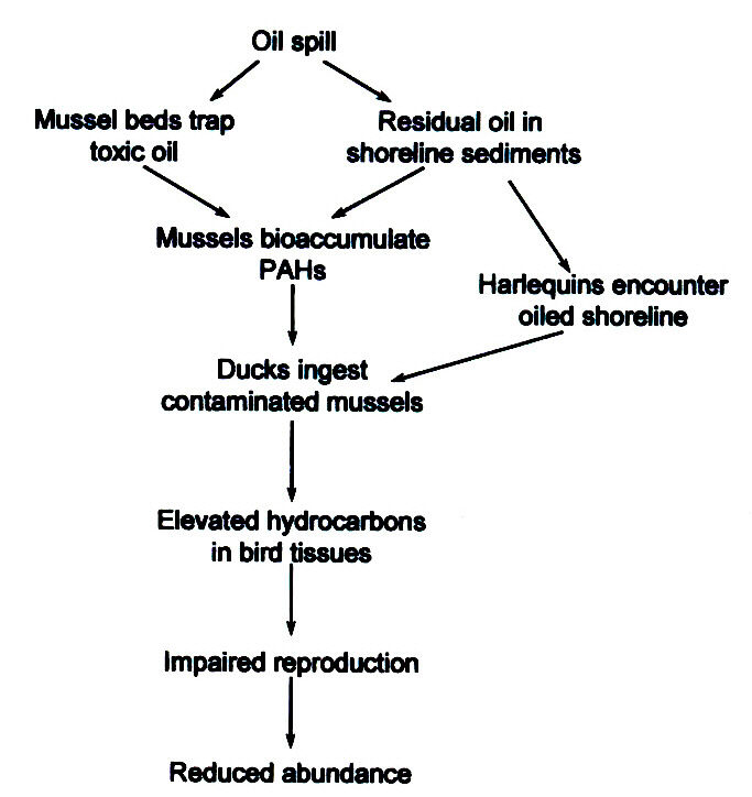 Causal Linkages of effects of oil spill on Harlequin Ducks (Weins (2007)
