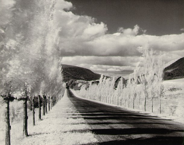 Minor White Road and Poplar Trees in the Vicinity of Naples and Dansville, New York 1955