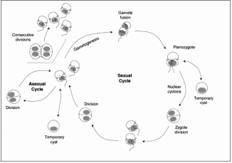  Diagram of the general sexual and asexual cycles of Pfiesteria piscicida