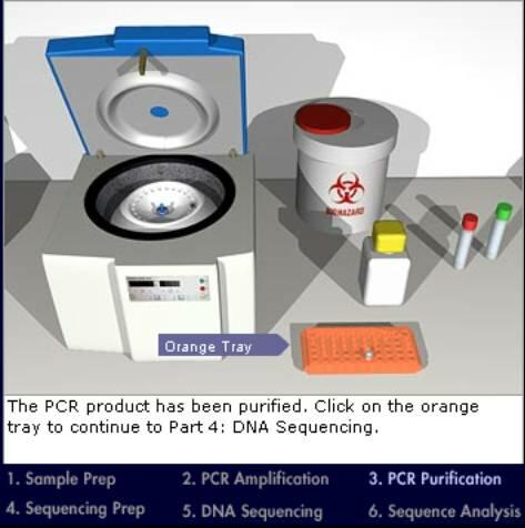  PCR product. 
