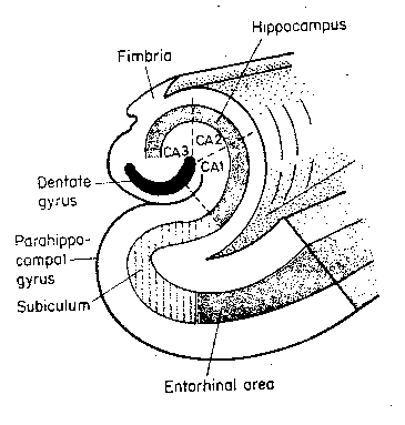 Hippocampus structure