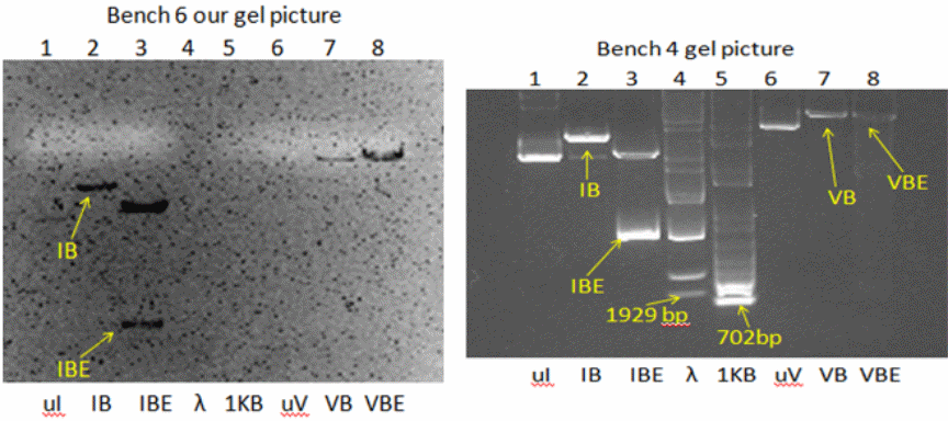 Agarose gel pictures of restriction enzyme digested and uncut plasmids.
