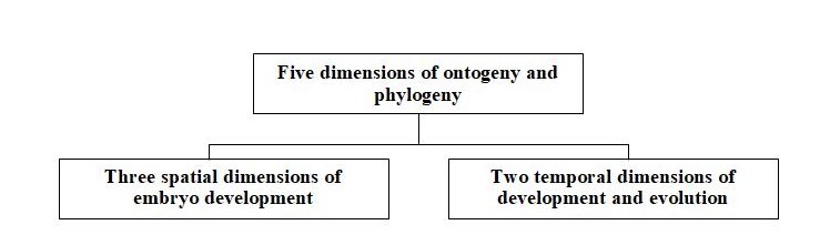 The divisions of the five dimensions of the ontogeny and phylogeny which captured by Edelman’s heterotopy and Gould’s heterochrony