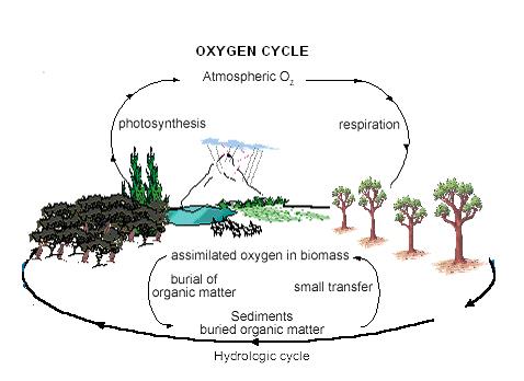 Schematic representation of oxygen cycle