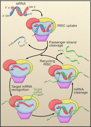The Cellular Pathway for siRNA Drug Action.